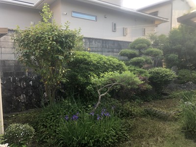 木々の茂る裏庭
