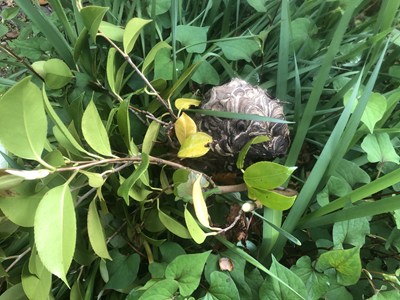 スズメバチの古巣3