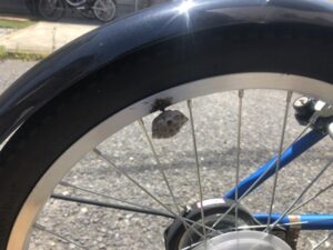 自転車にアシナガバチの巣1