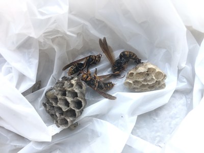 駆除された女王バチと徘徊バチ