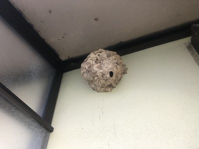 ハンドボール大のスズメバチの巣