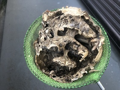 除去したスズメバチの巣