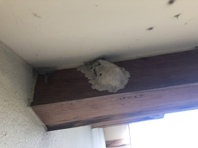 軒下に作られたドロバチの巣3