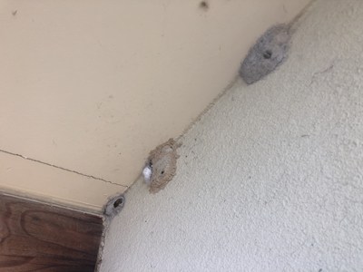 軒下に作られたドロバチの巣2