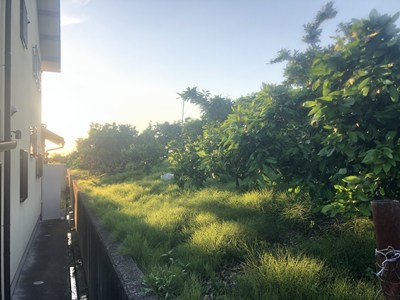ミカン畑に囲まれた一軒家1