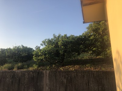 ミカン畑に囲まれた一軒家2