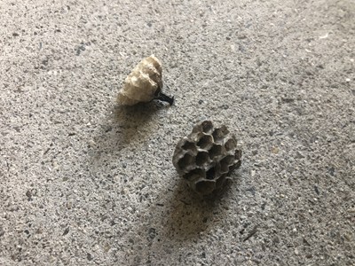 アシナガバチの巣