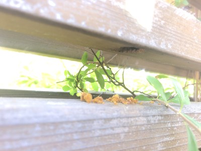 穴の下には木くずが積もる