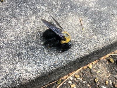 駆除されたクマバチ