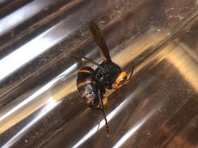 駆除した女王バチ