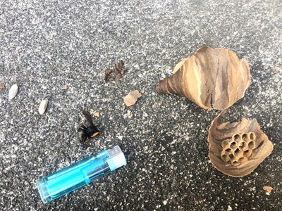 駆除したスズメバチの巣