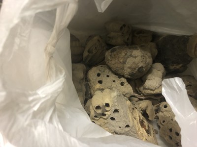 回収したドロバチの巣