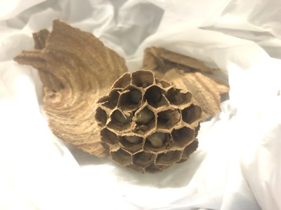 回収したスズメバチの巣