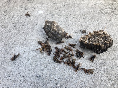 駆除したアシナガバチの巣
