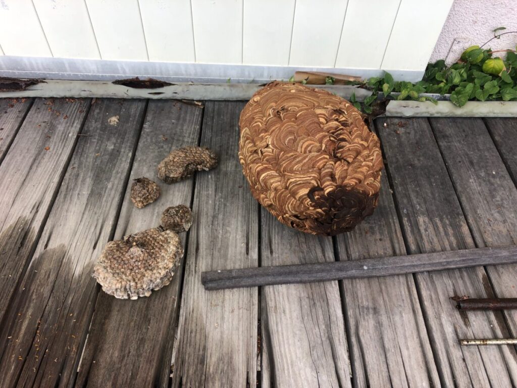 駆除したスズメバチとアシナガバチの巣