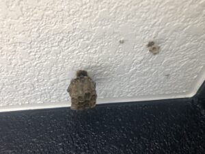 アシナガバチの巣