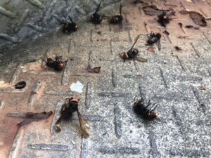 駆除されたスズメバチ