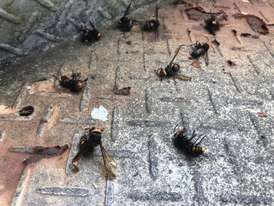 駆除されたスズメバチ