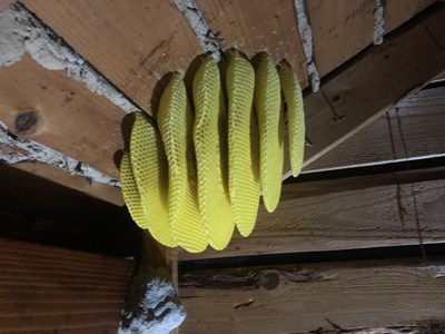 7層からなるミツバチの巣板