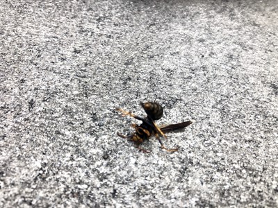 駆除された女王バチ