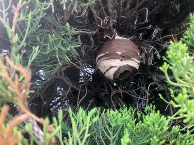 スズメバチの巣3