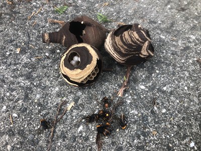 駆除したスズメバチの巣