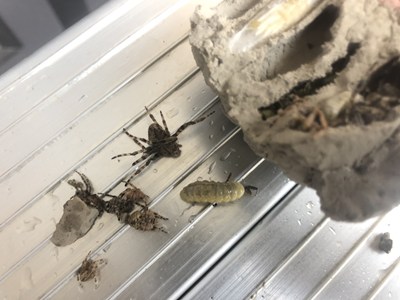 幼虫は仮死状態になった蜘蛛を餌にする