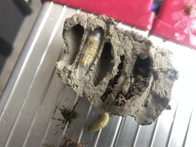 巣の中のドロバチの幼虫