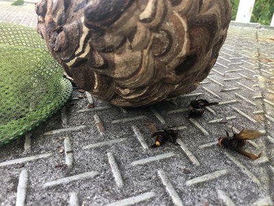 駆除されたスズメバチと巣