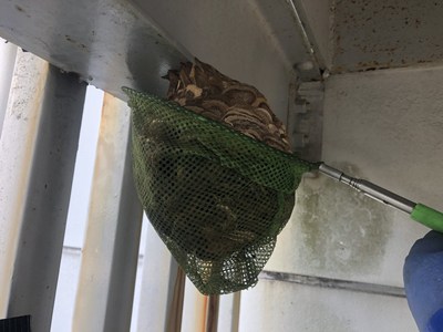 駆除後、巣を取り去る