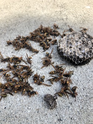 駆除されたアシナガバチ②