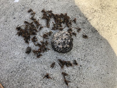駆除されたアシナガバチ