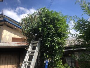 草刈り作業風景