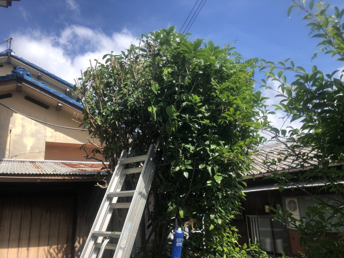 草刈り作業風景