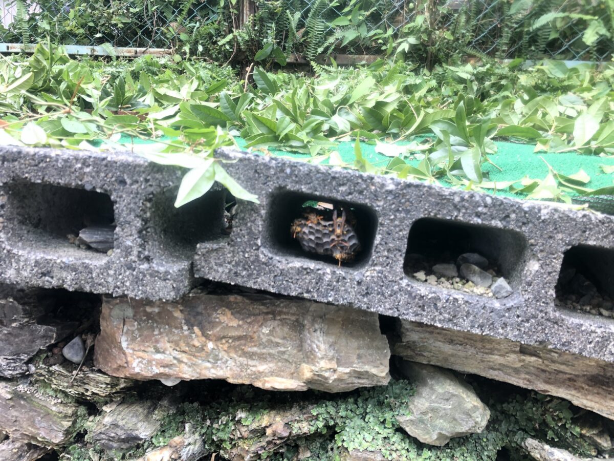 ブロックに潜むアシナガバチの巣