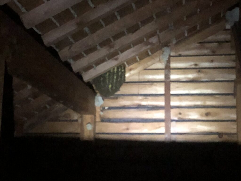 無数のミツバチが群がる巨大な巣板
