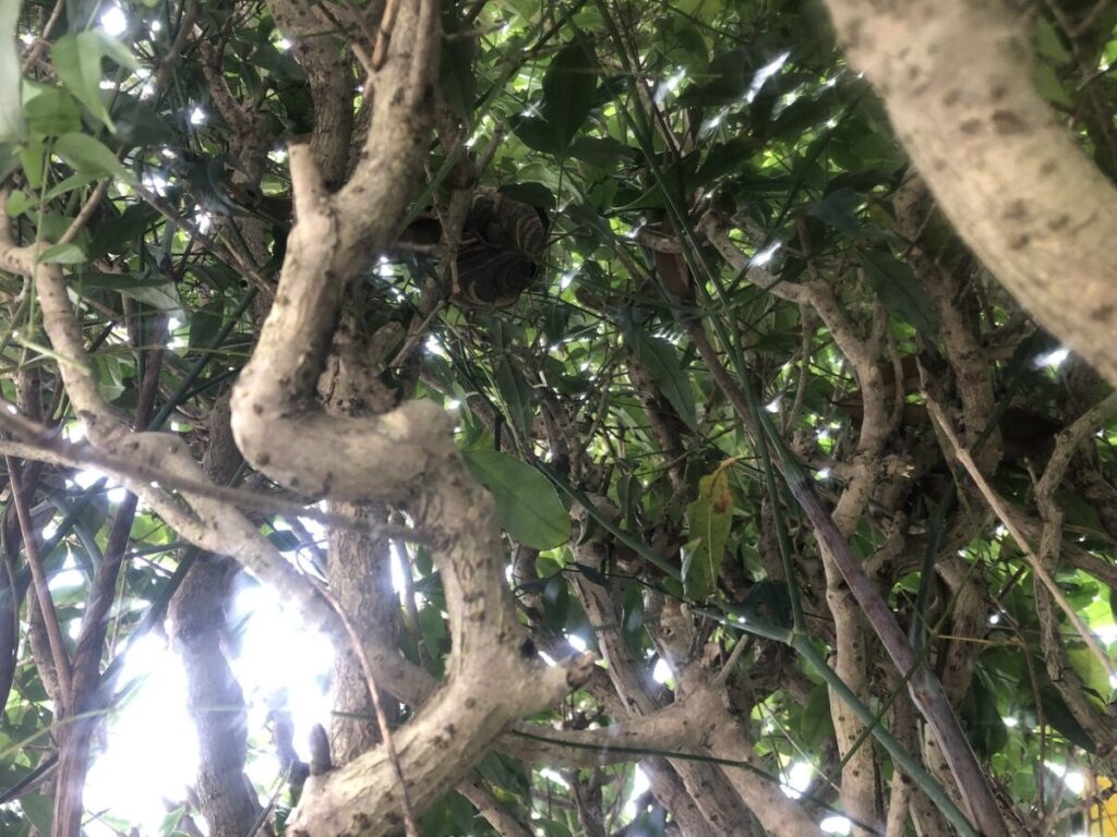 草刈り中にスズメバチの巣を発見する