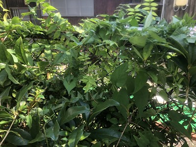 他にも巣を発見