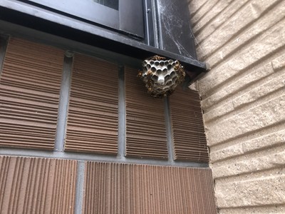 アシナガバチの巣