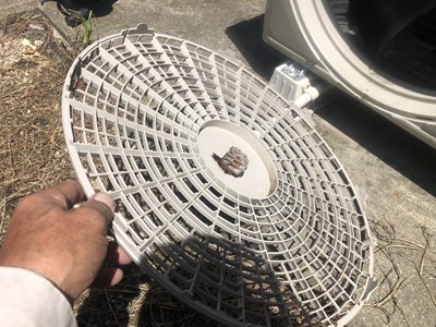 新たに見つかったアシナガバチの巣を駆除