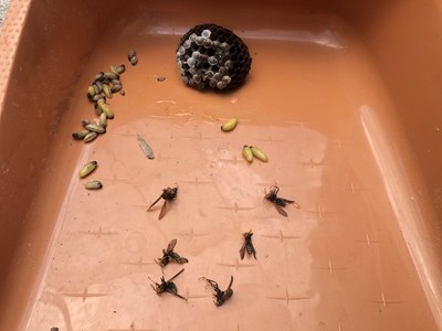 命がけで駆除したアシナガバチの巣