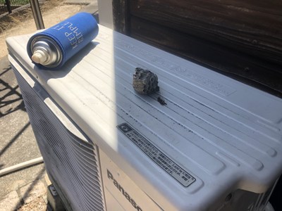 駆除されたアシナガバチの巣