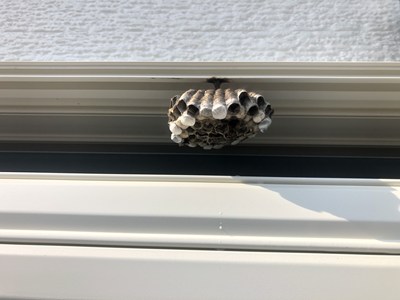 見つかったアシナガバチの巣