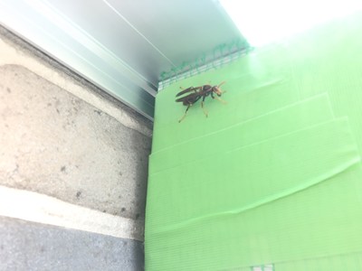 諦めて途方に暮れるアシナガバチ