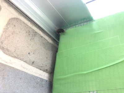 侵入しようと試みるアシナガバチ