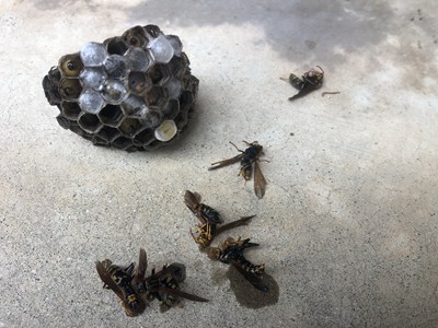 無事駆除完了