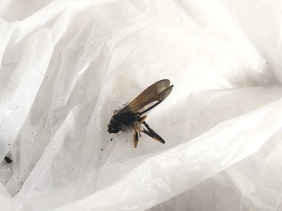 回収された死骸からドロバチの特徴が確認された