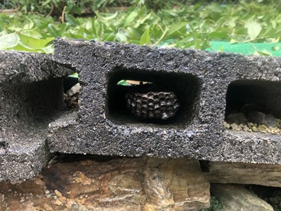 満身創痍で駆除する