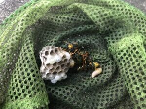 駆除したアシナガバチの巣