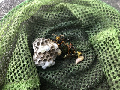 駆除したアシナガバチの巣